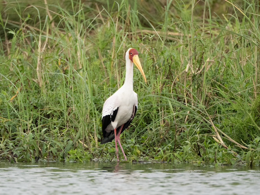 Oiseaux exotiques de la forêt équatoriale gabonaise, Aventure Gabon